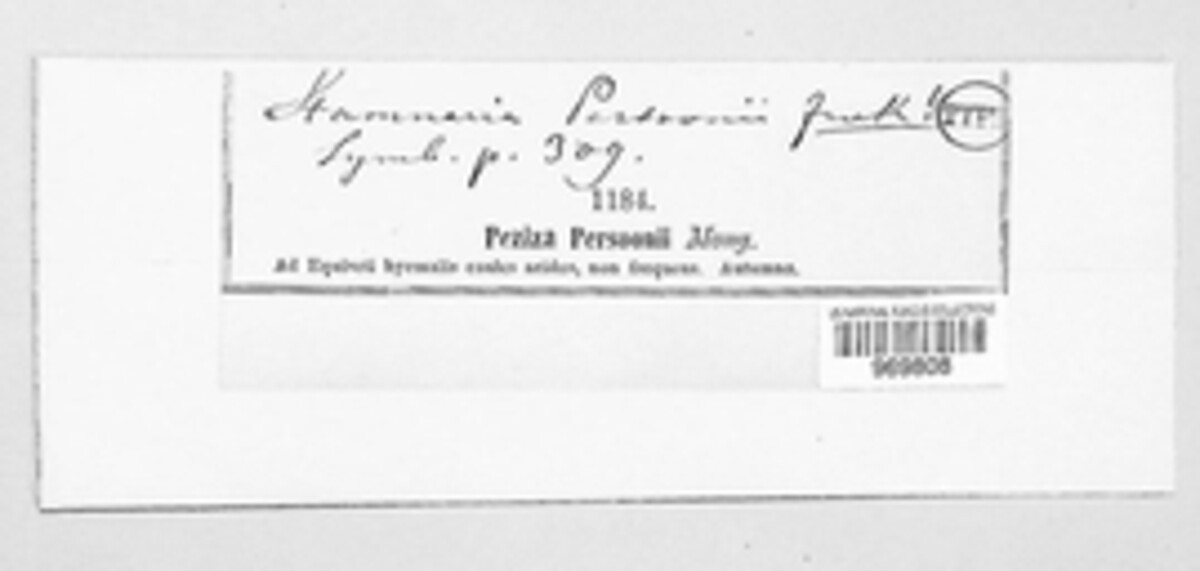 Stamnaria persoonii image